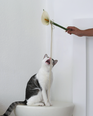Catenary Flora Wand